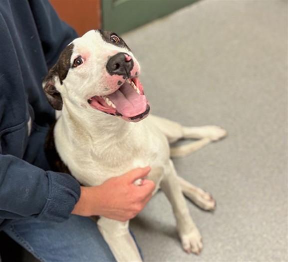 BIRDIE, Adoptable, Young Female Pit Bull Terrier.