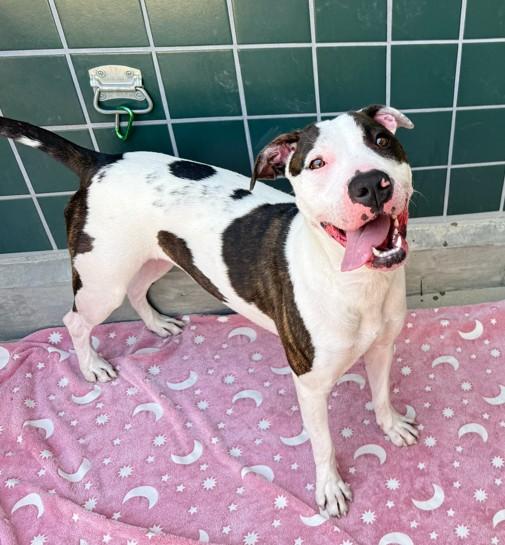 Enlarge BIRDIE, a Adoptable Pit Bull Terrier in Rancho Cucamonga, CA image 1/1