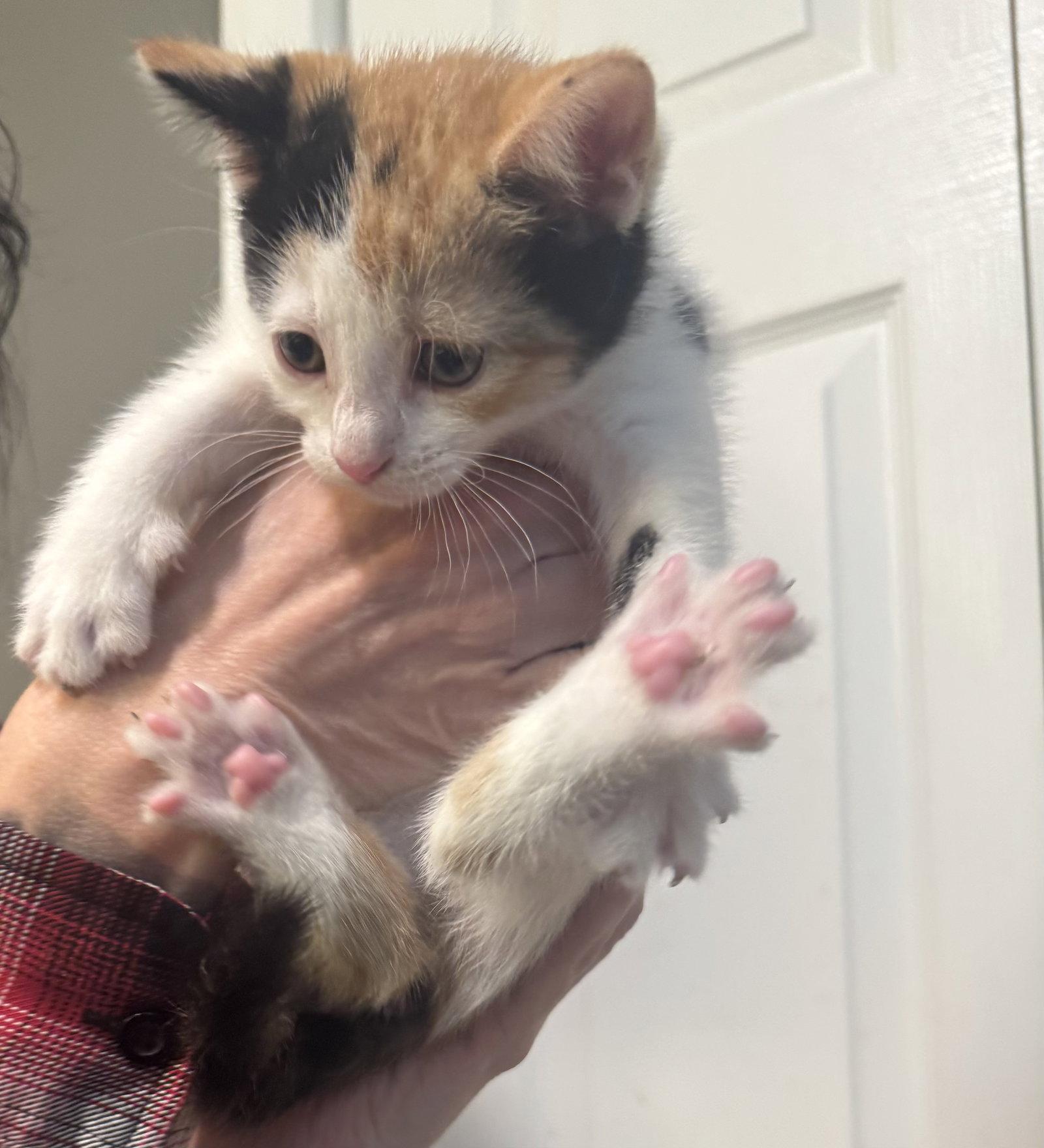 Rosetta, Adopted, Kitten Female Calico & Domestic Short Hair.