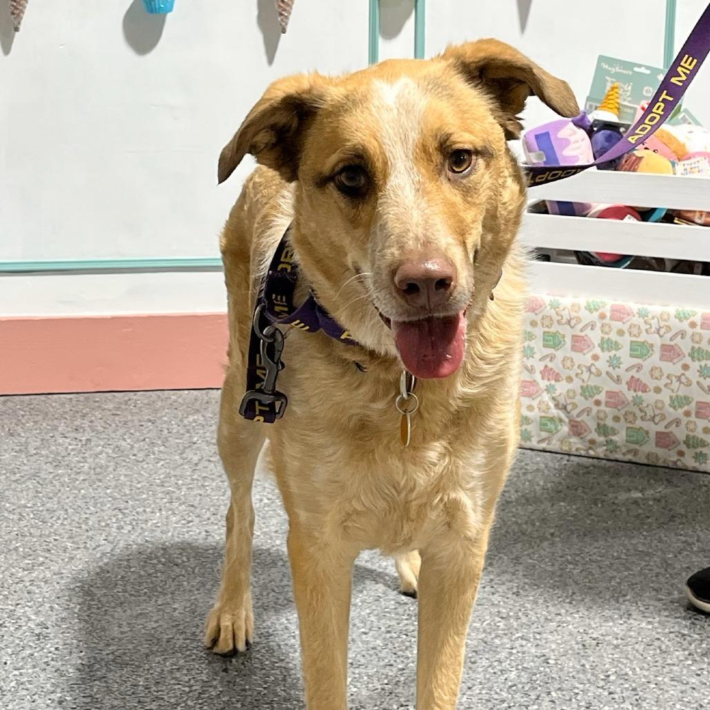 Bea, Adoptable, Adult Female Shepherd & Cattle Dog.