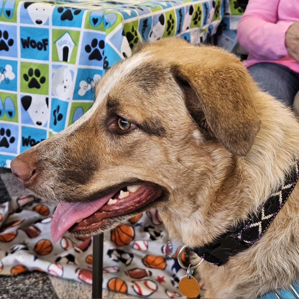 Bea, a Adoptable mixed breed in Prescott, AZ image 1/6