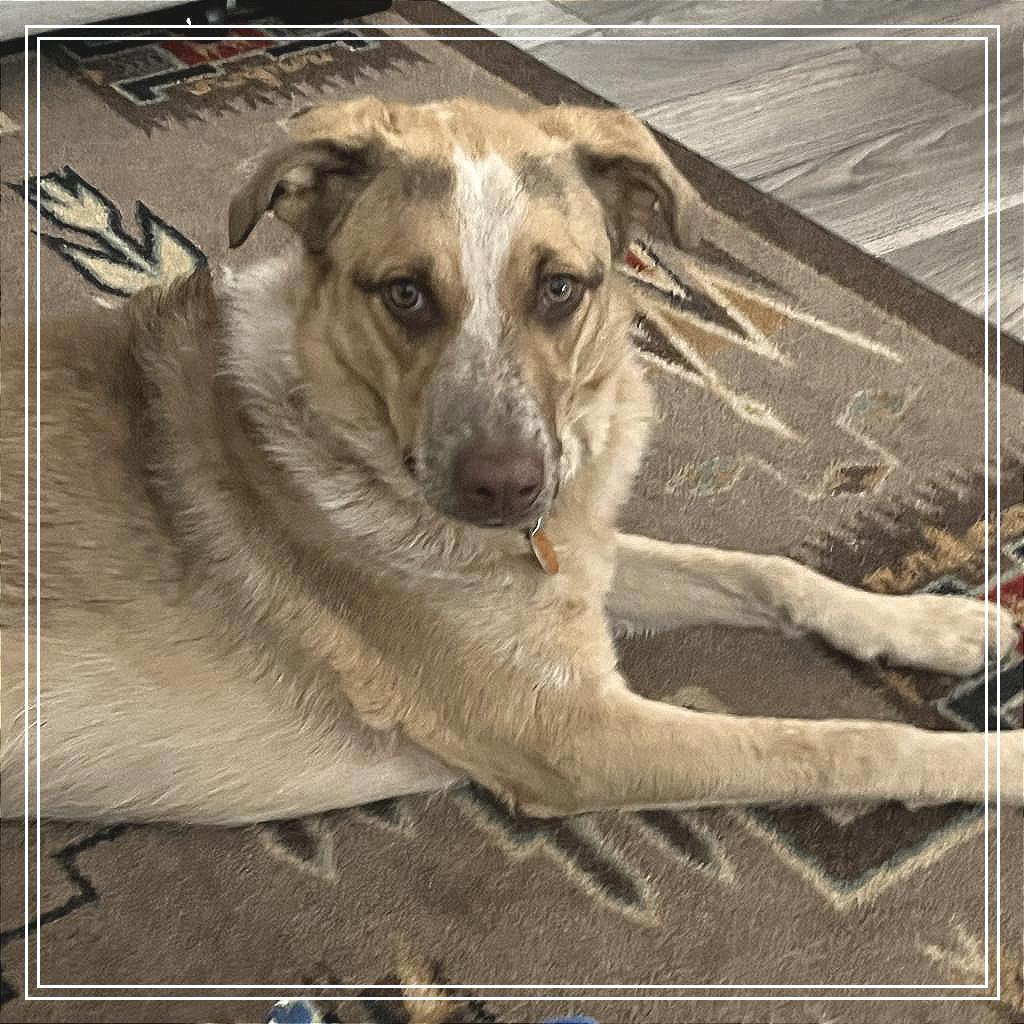 Bea, Adoptable, Adult Female Shepherd & Cattle Dog.