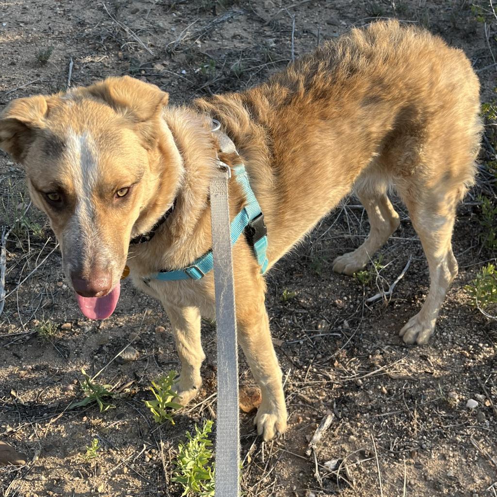 Bea, a Adoptable mixed breed in Prescott, AZ image 3/6