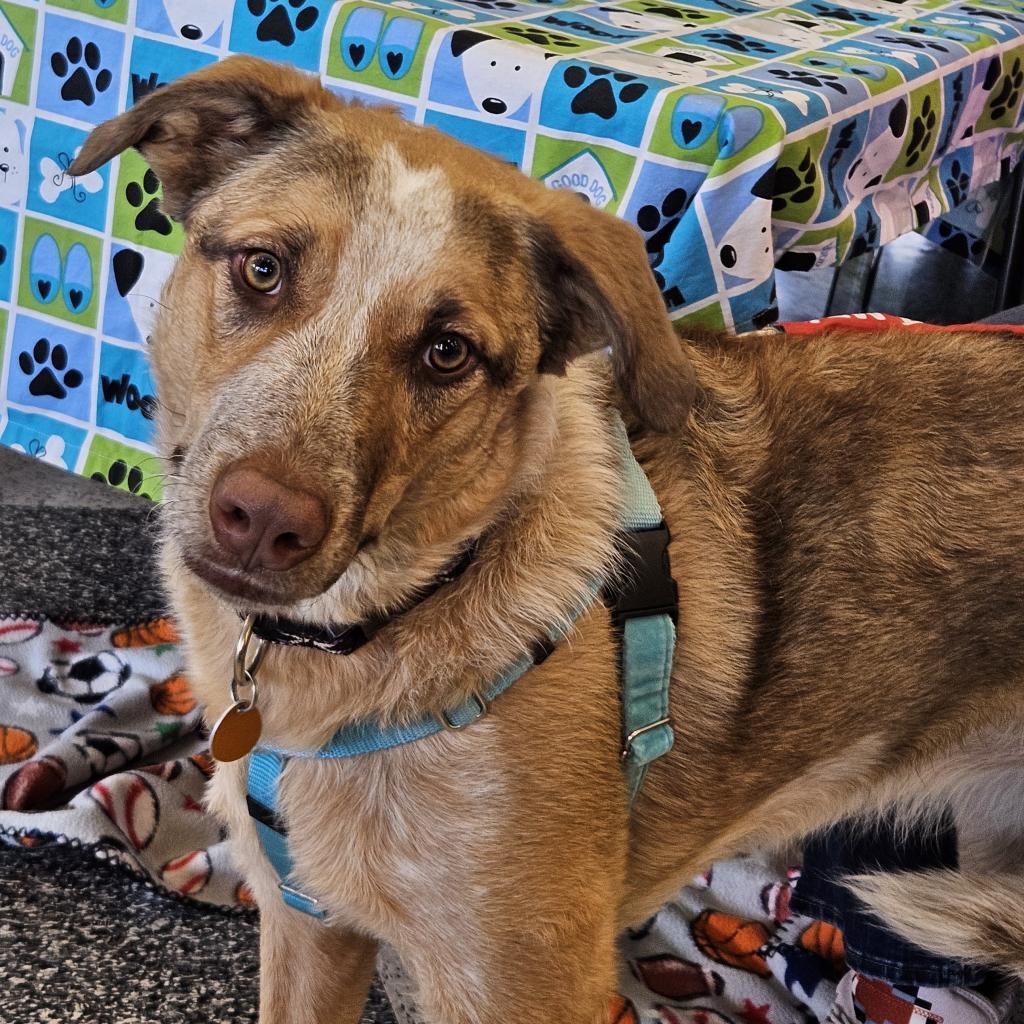 Enlarge Bea, a Adoptable mixed breed in Prescott, AZ image 2/6