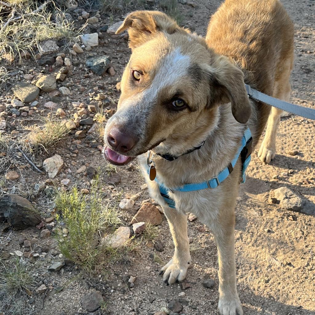 Enlarge Bea, a Adoptable mixed breed in Prescott, AZ image 3/6