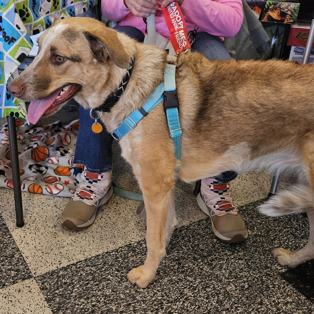 Enlarge Bea, a Adoptable mixed breed in Prescott, AZ image 6/6