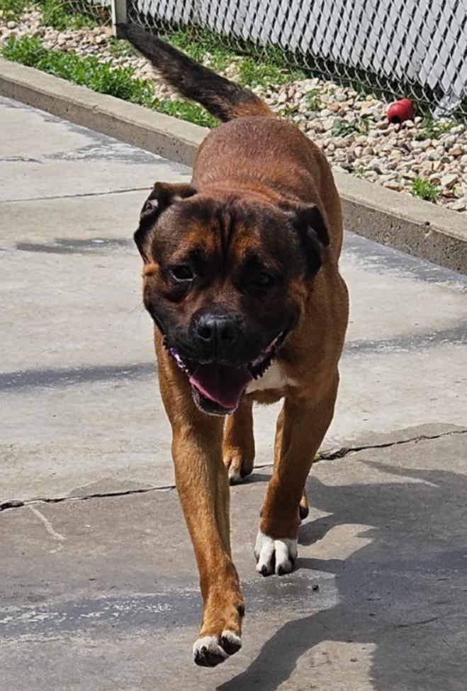 Enlarge Trevor, a ADOPTABLE mixed breed in Homewood, IL image 1/1