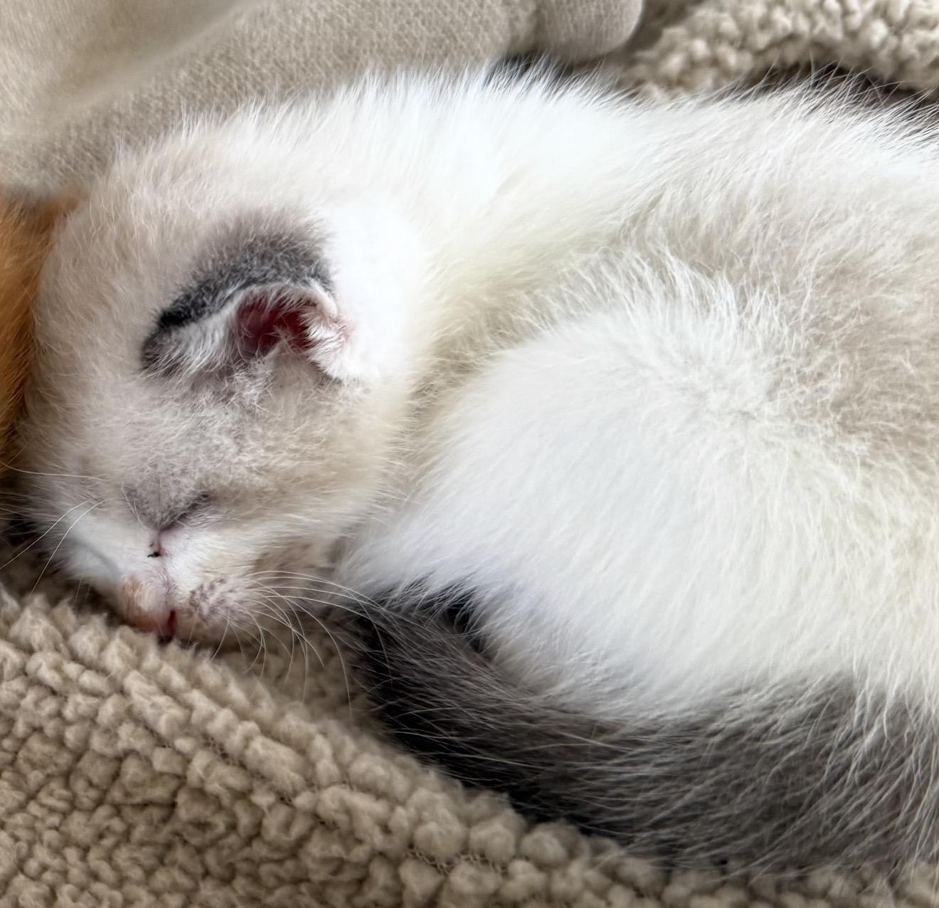 Bella, Adopted, Young Female Siamese.