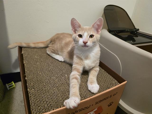 Enlarge BAGEL, a Adoptable Domestic Short Hair in Santa Clara, CA image 1/1