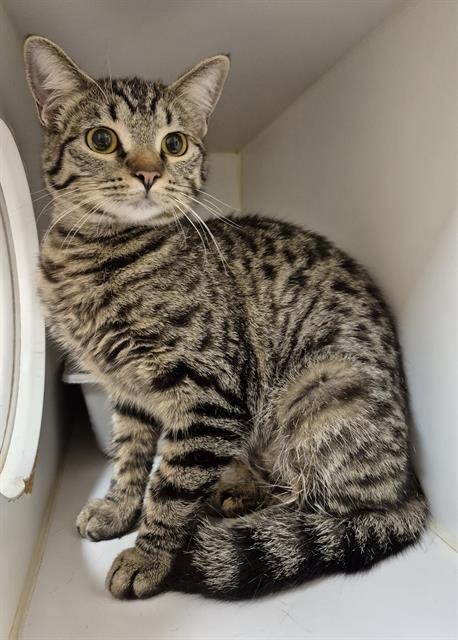 DAWN, Adoptable, Young Female Domestic Short Hair.