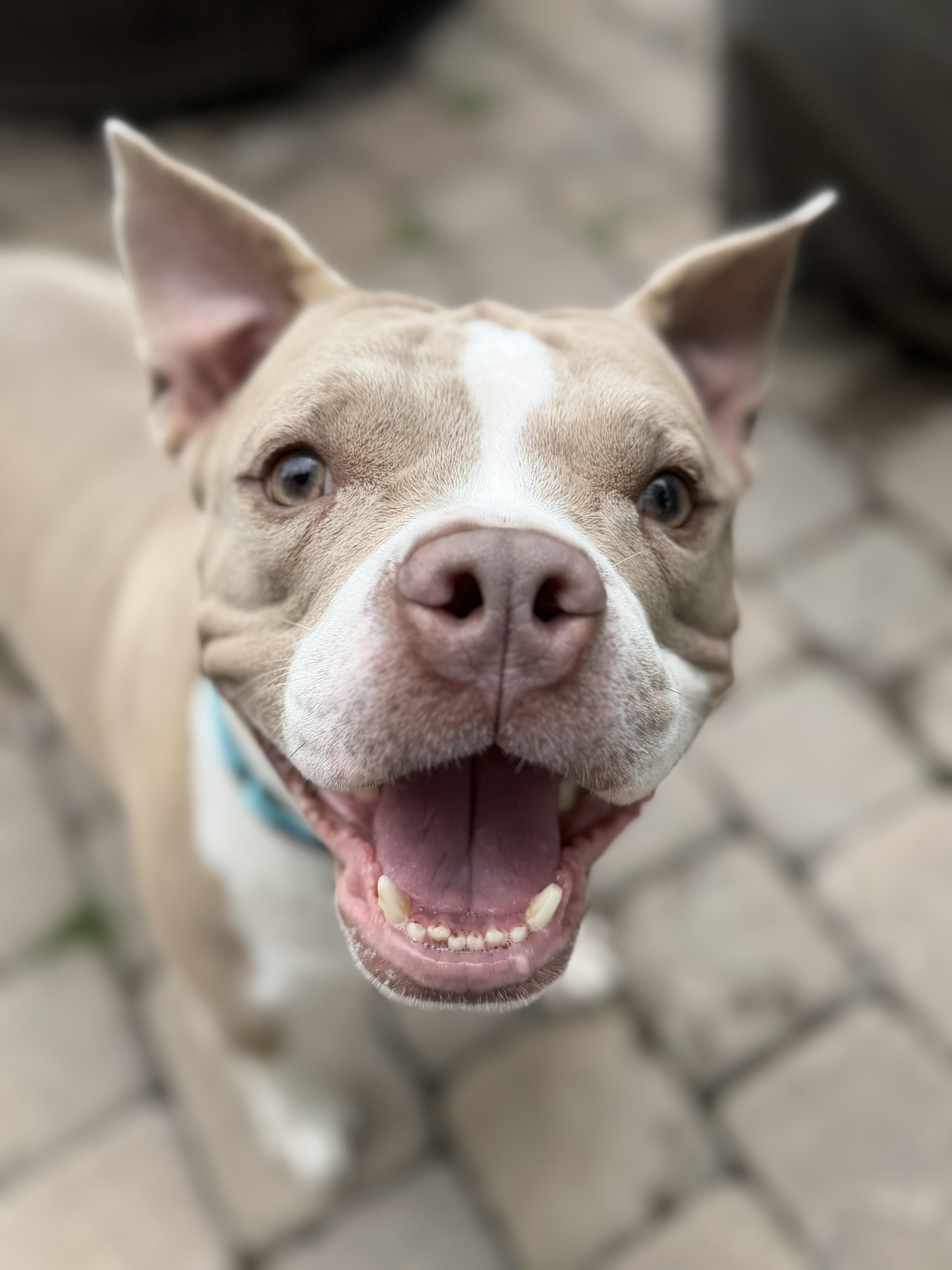 Enlarge Lucy Diamond, a Adoptable mixed breed in Raytown, MO image 2/3