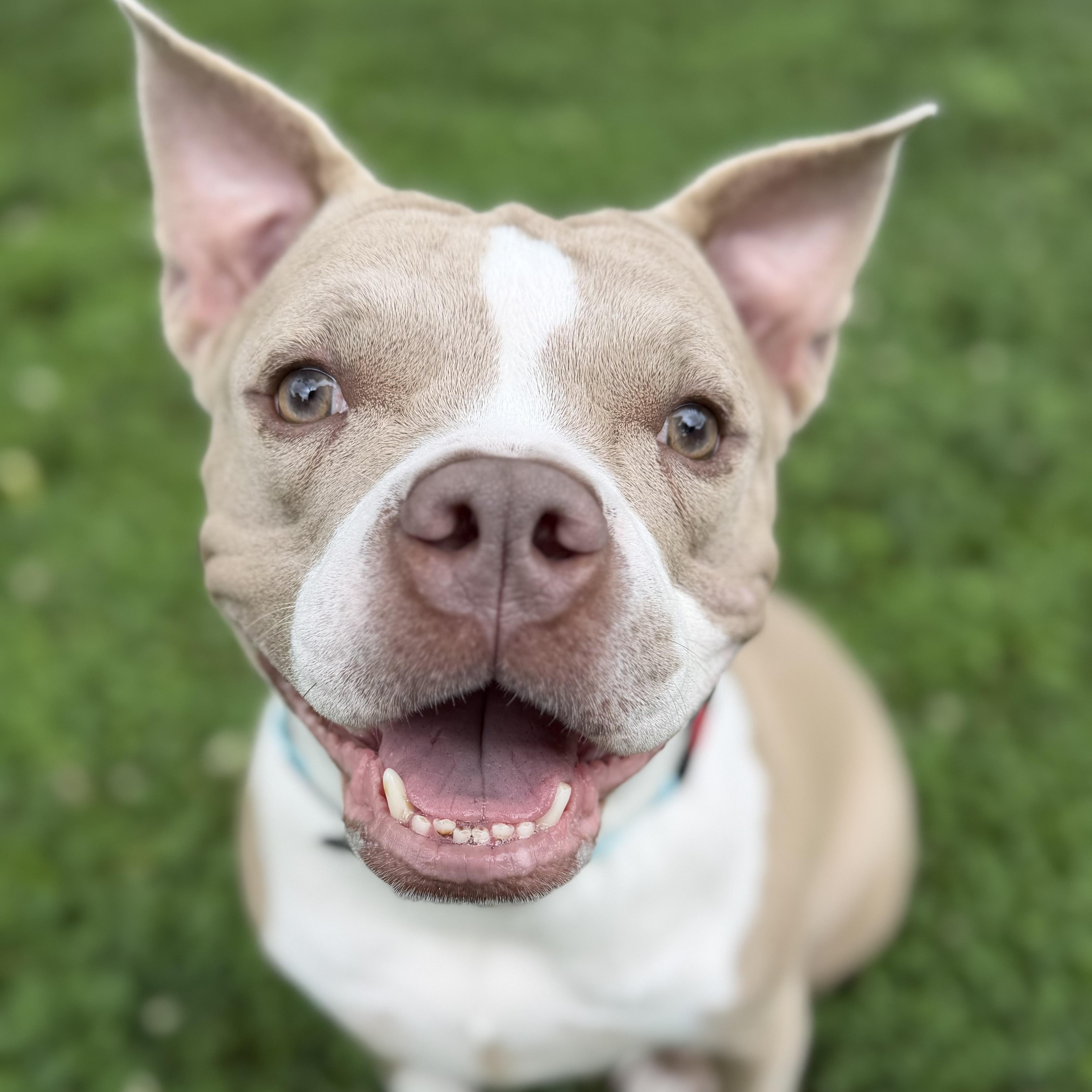 Enlarge Lucy Diamond, a Adoptable mixed breed in Raytown, MO image 1/3