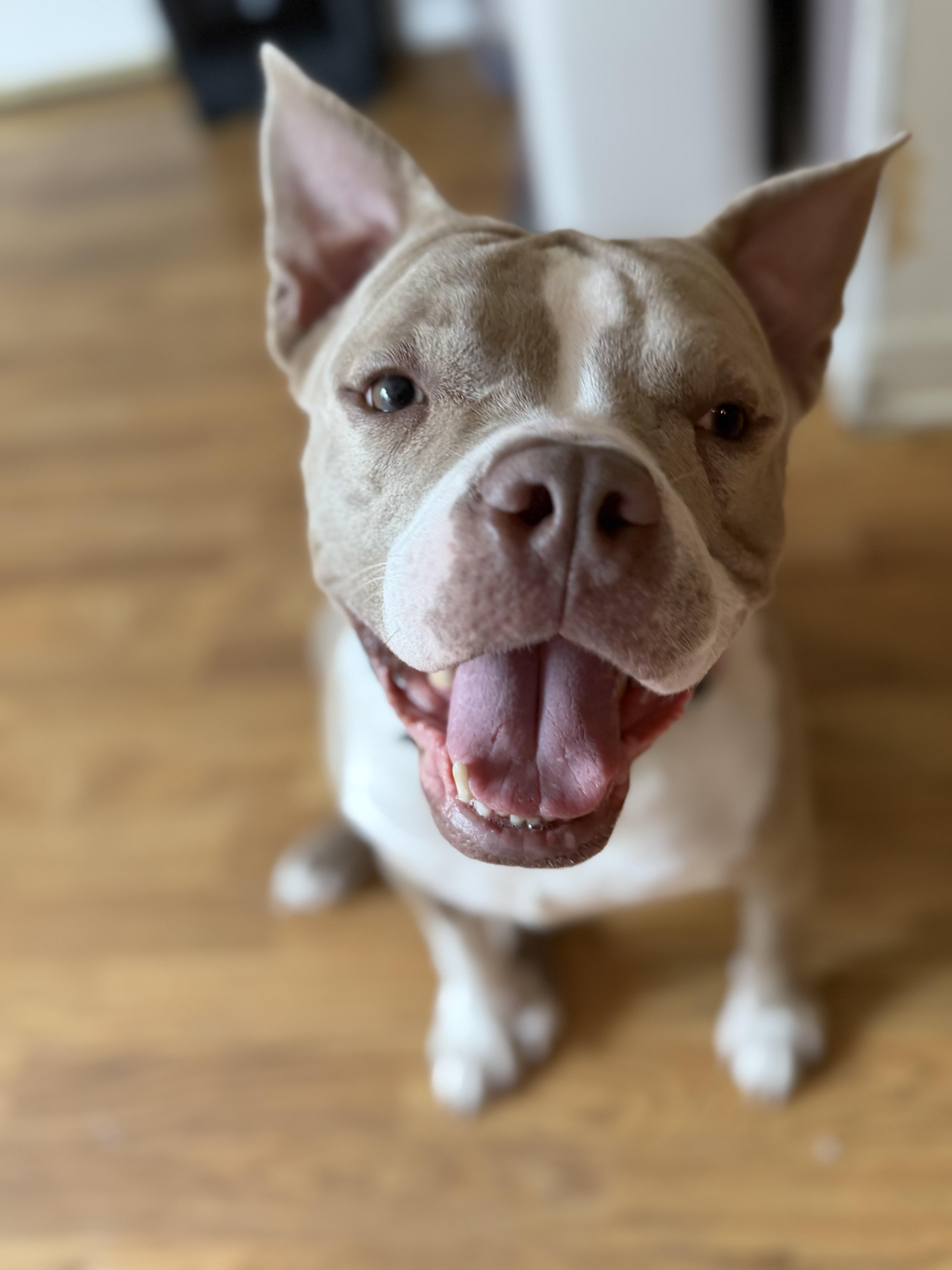 Enlarge Lucy Diamond, a Adoptable mixed breed in Raytown, MO image 3/3