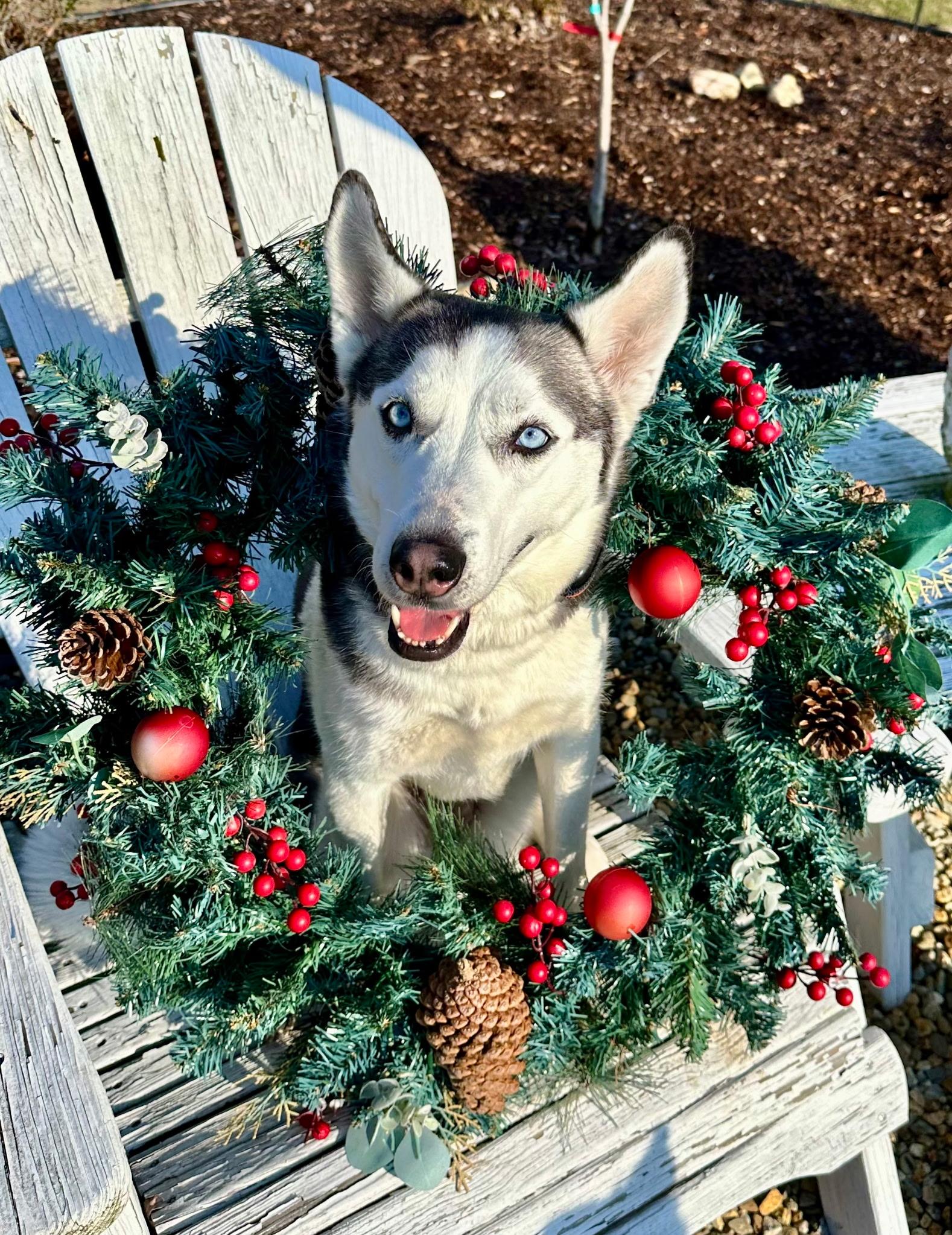 Enlarge Meeka, an adopted Husky in Mansfield Center, CT image 1/1