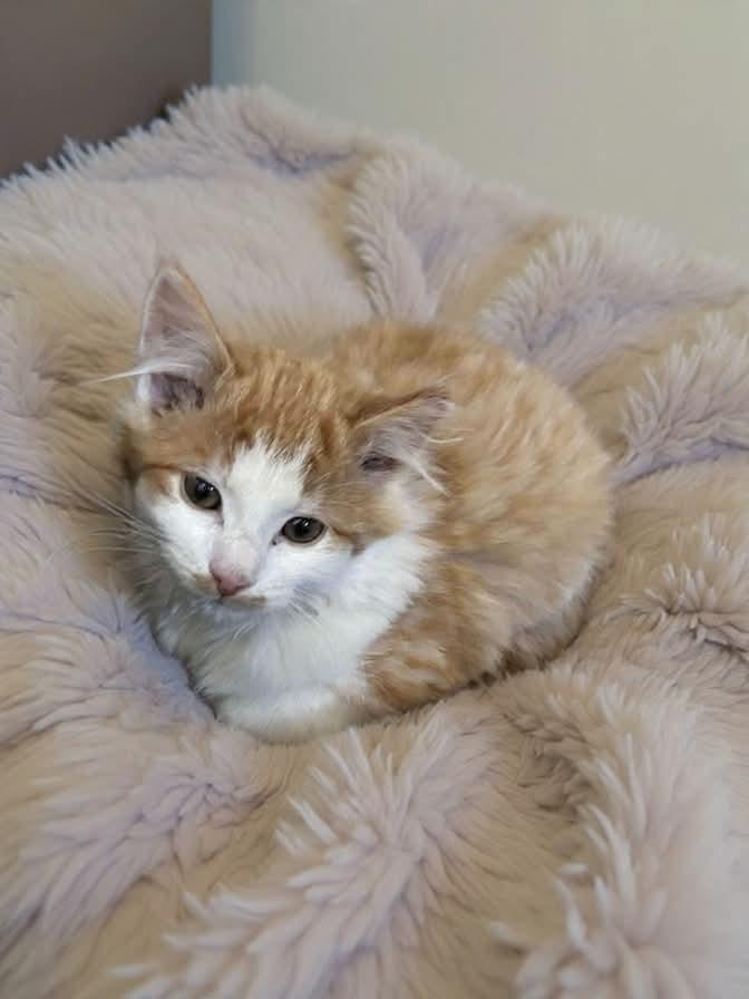 Turkey - Available in December