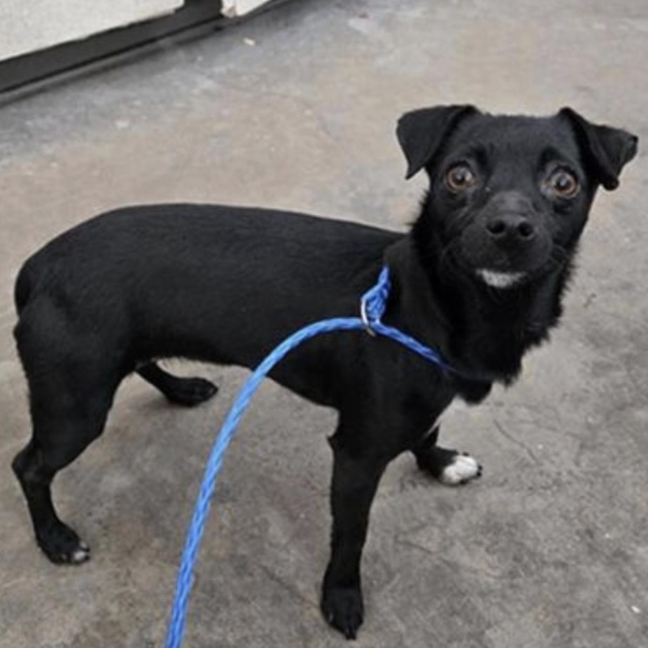 Jessie Buckley, ADOPTABLE, Young Female Mixed Breed.