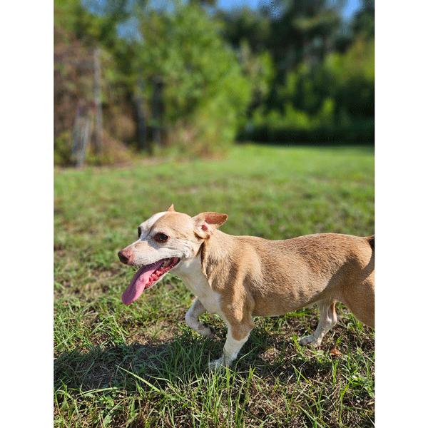Benji, a Adoptable Jack Russell Terrier in Centerville, GA image 5/6