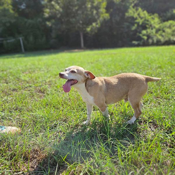 Benji, a Adoptable Jack Russell Terrier in Centerville, GA image 4/6