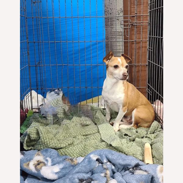 Benji, Adoptable, Adult Male Jack Russell Terrier.