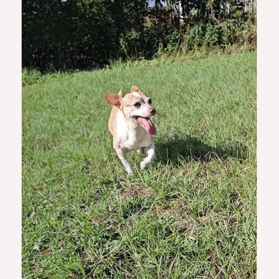 Benji, a Adoptable Jack Russell Terrier in Centerville, GA image 6/6