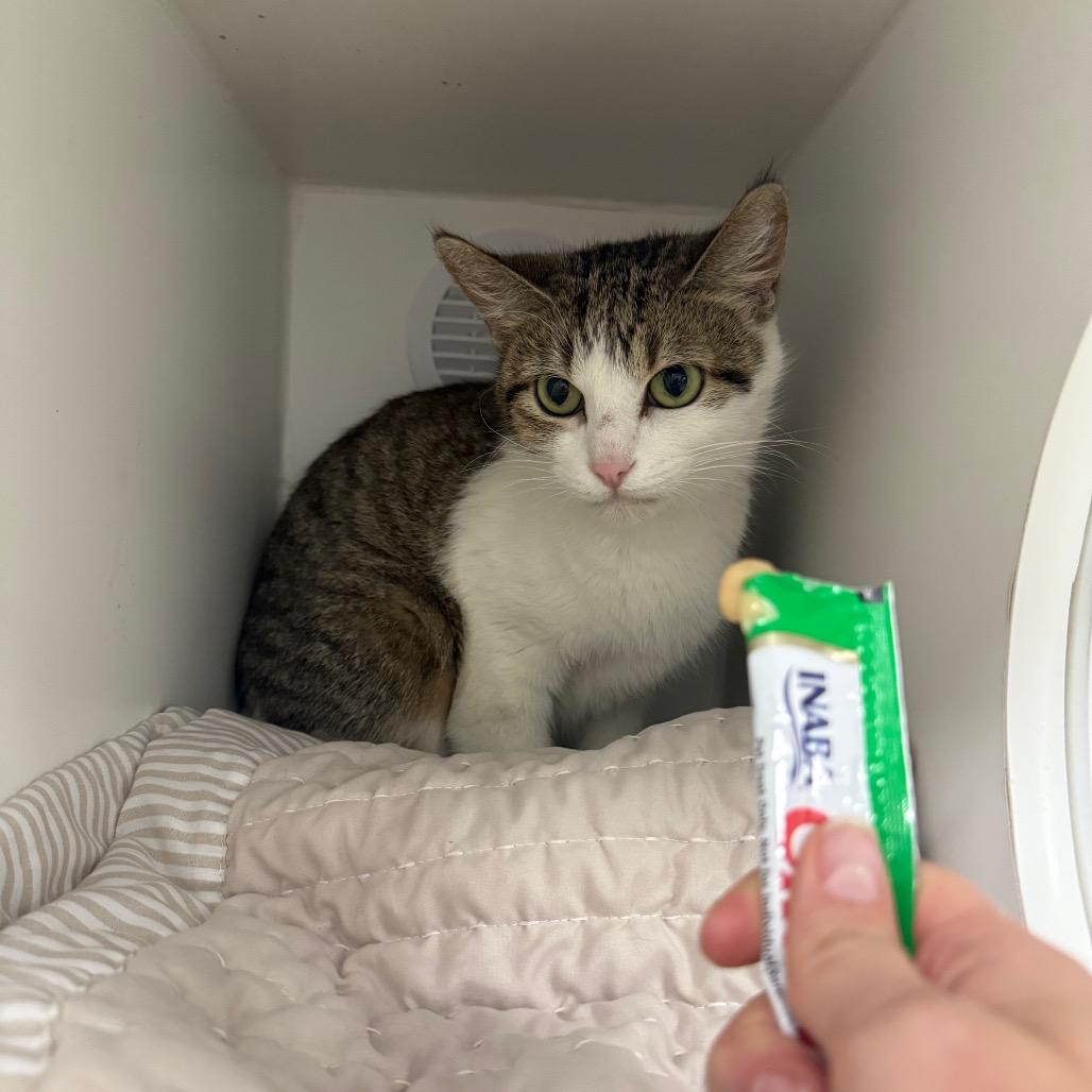 String Bean, Adoptable, Young Female Domestic Short Hair.