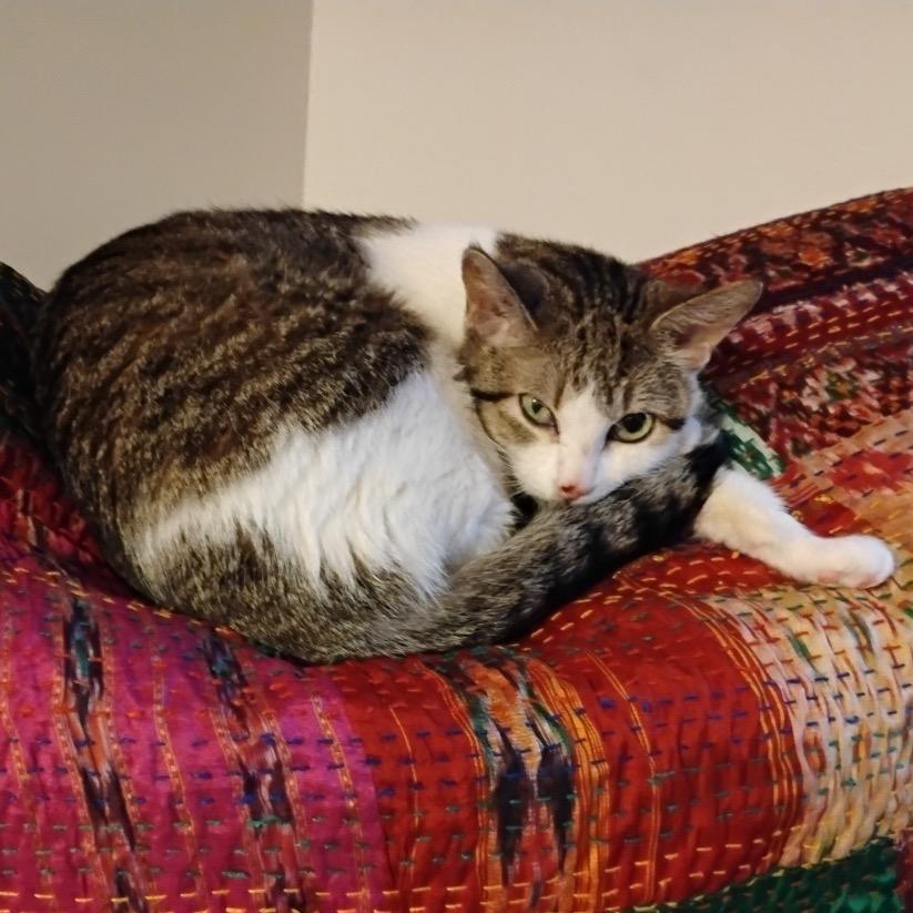 String Bean, a Adoptable Domestic Short Hair in Chaska, MN image 2/6