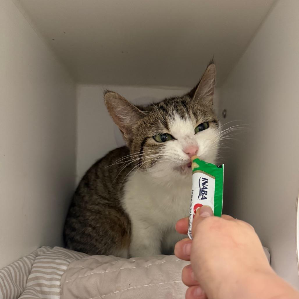 String Bean, a Adoptable Domestic Short Hair in Chaska, MN image 3/6