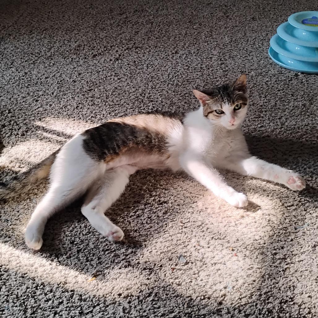 String Bean, a Adoptable Domestic Short Hair in Chaska, MN image 4/6