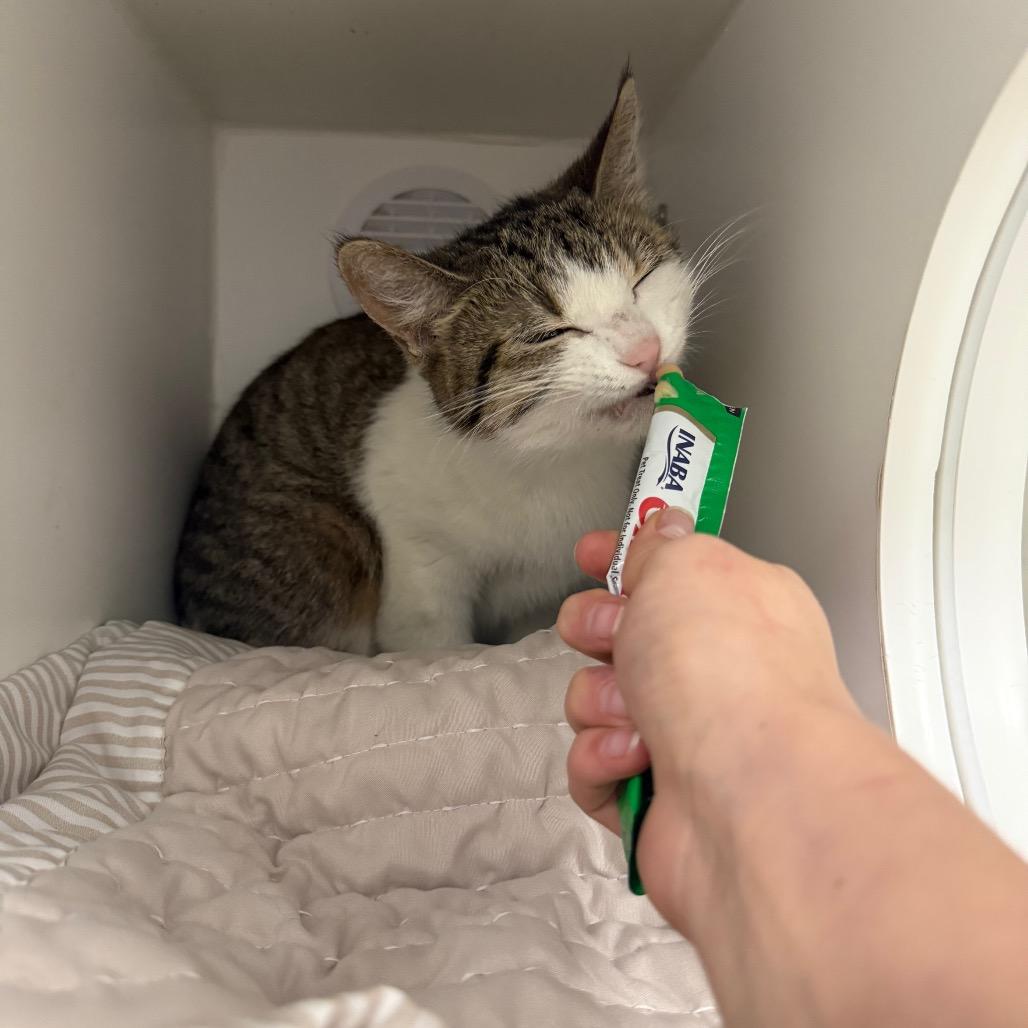 String Bean, a Adoptable Domestic Short Hair in Chaska, MN image 5/6