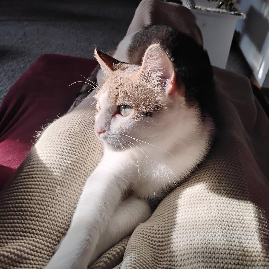 String Bean, a Adoptable Domestic Short Hair in Chaska, MN image 6/6