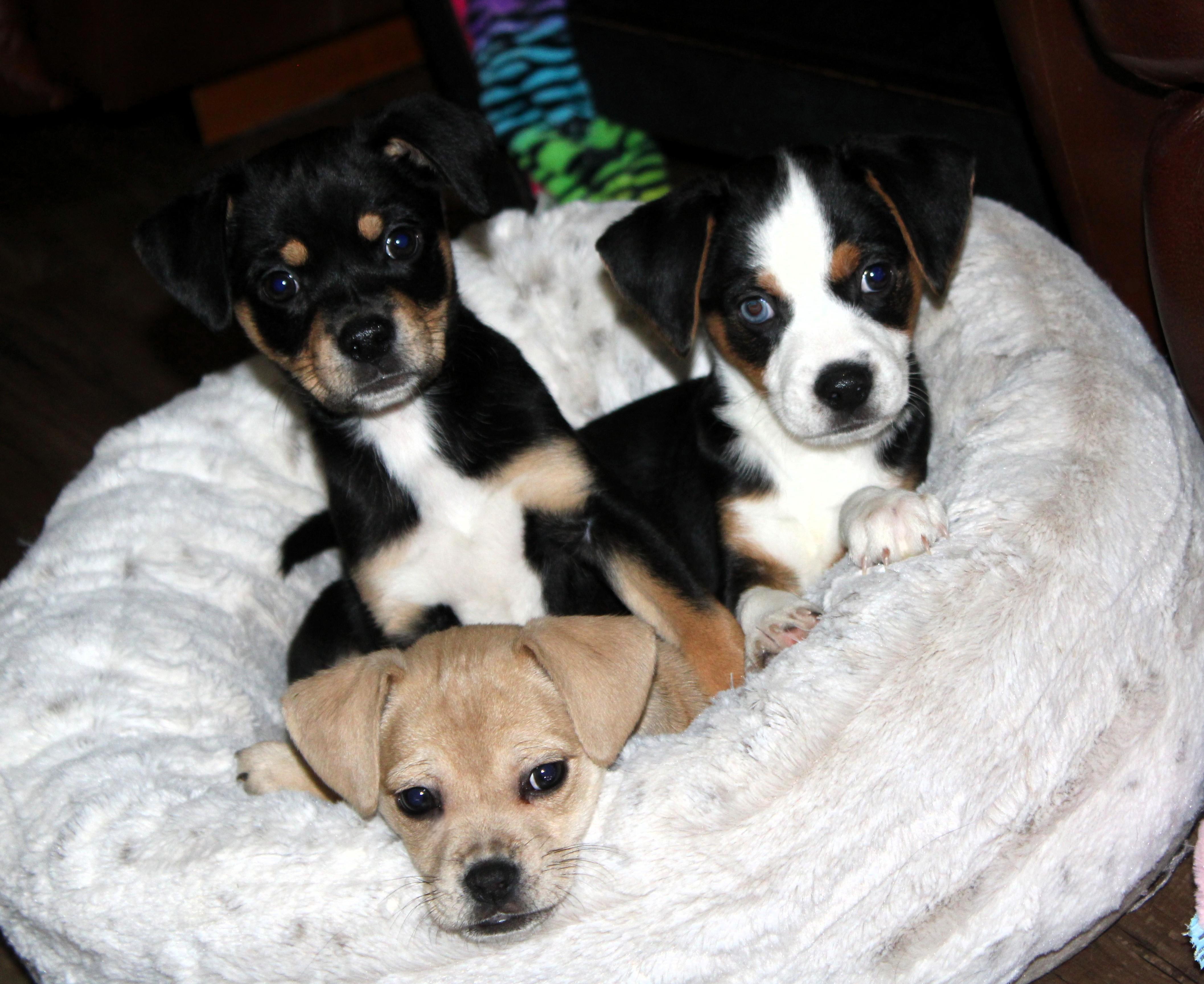Enlarge Baxter, an adopted mixed breed in Little Rock, AR image 4/5