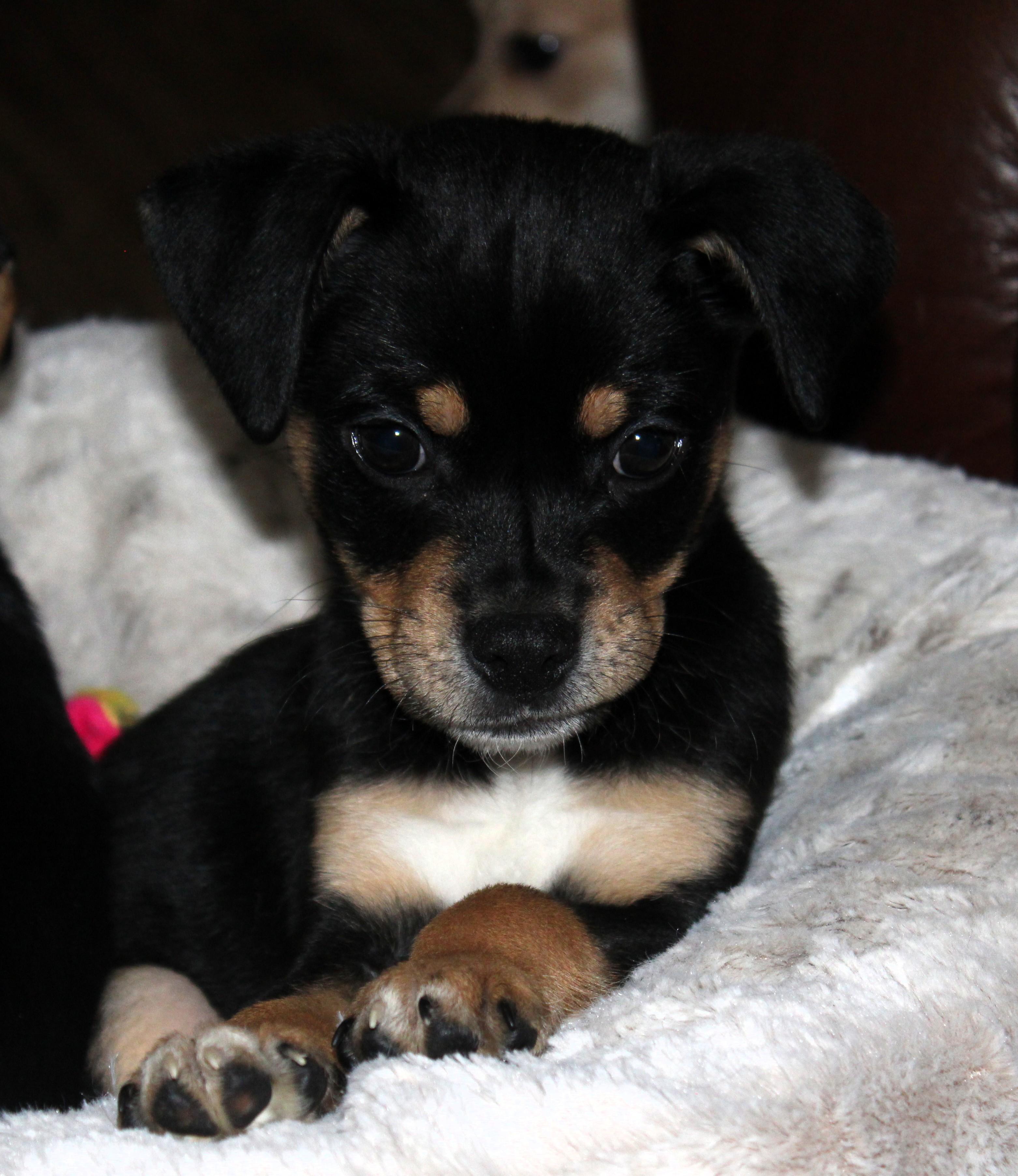 Enlarge Baxter, an adopted mixed breed in Little Rock, AR image 1/5