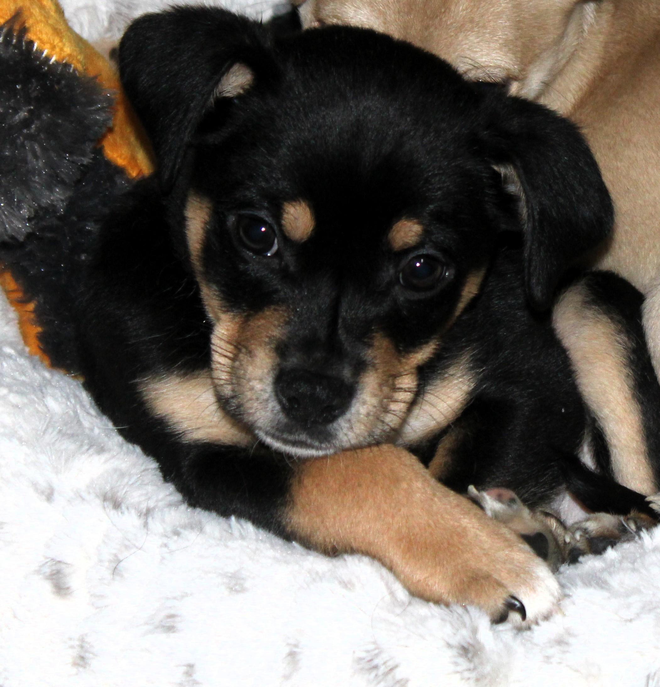 Enlarge Baxter, an adopted mixed breed in Little Rock, AR image 2/5