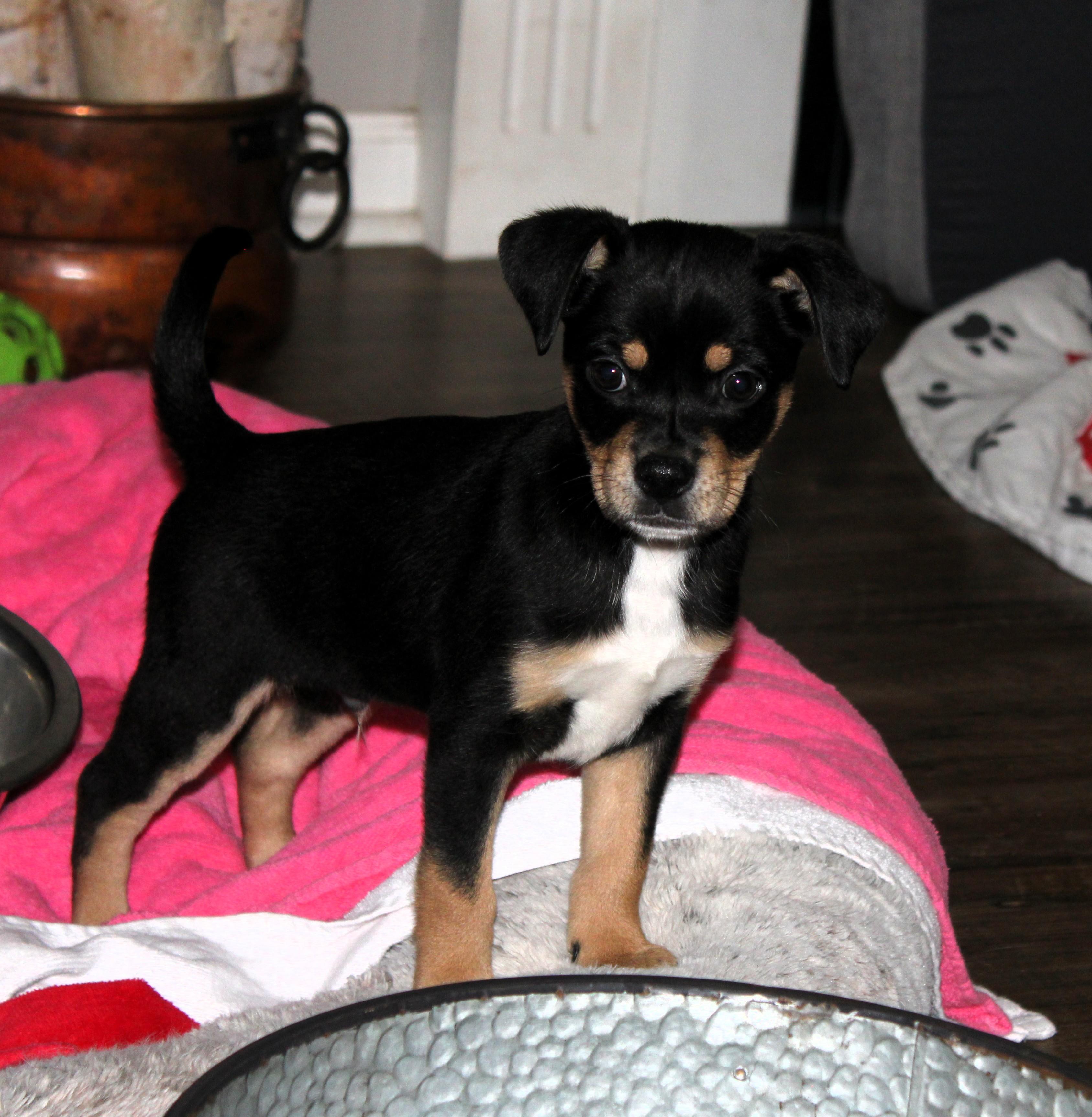 Enlarge Baxter, an adopted mixed breed in Little Rock, AR image 3/5