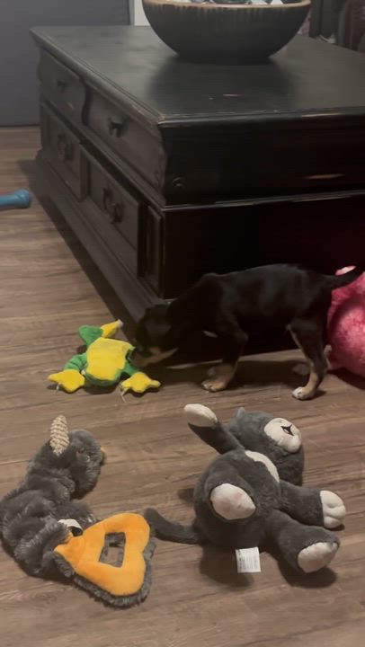 Enlarge Baxter, an adopted mixed breed in Little Rock, AR video 5/5