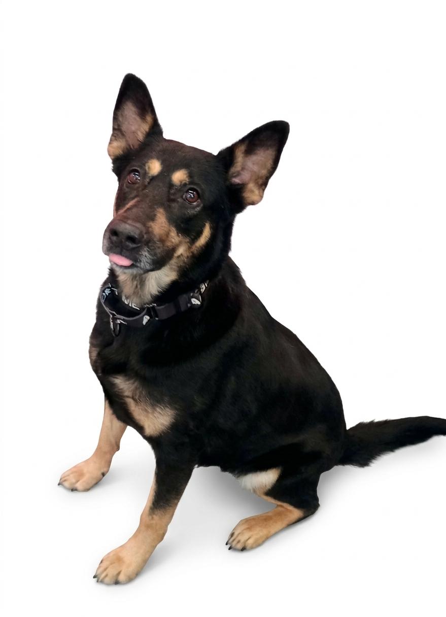 Enlarge Sahara, a ADOPTABLE mixed breed in Brunswick, OH image 3/6