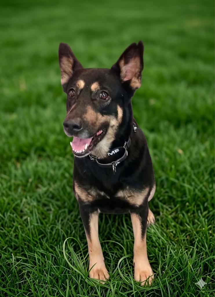 Enlarge Sahara, a ADOPTABLE mixed breed in Brunswick, OH image 1/6