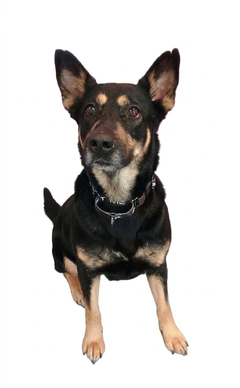 Enlarge Sahara, a ADOPTABLE mixed breed in Brunswick, OH image 4/6