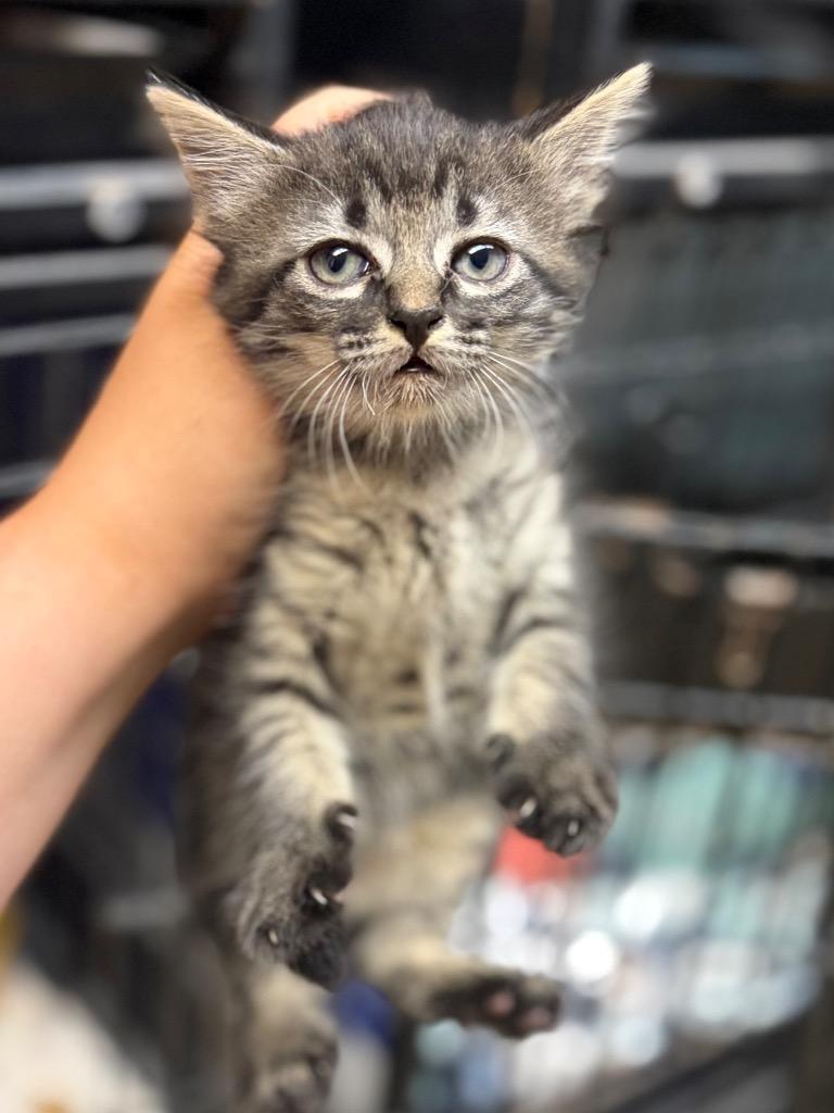Charcoal, Adoptable, Kitten Female Domestic Medium Hair.