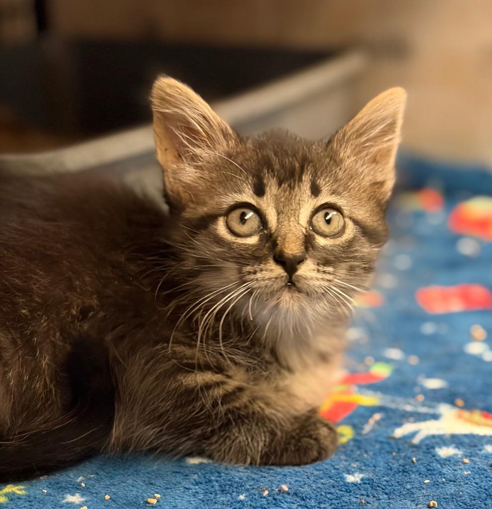 Enlarge Charcoal, a Adoptable mixed breed in Lockhart, TX image 2/2