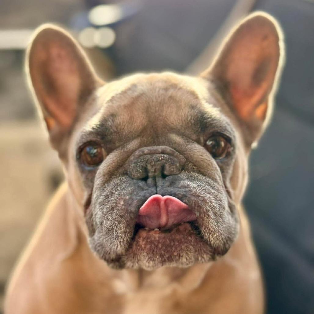 Hammy, Adoptable, Senior Female French Bulldog.