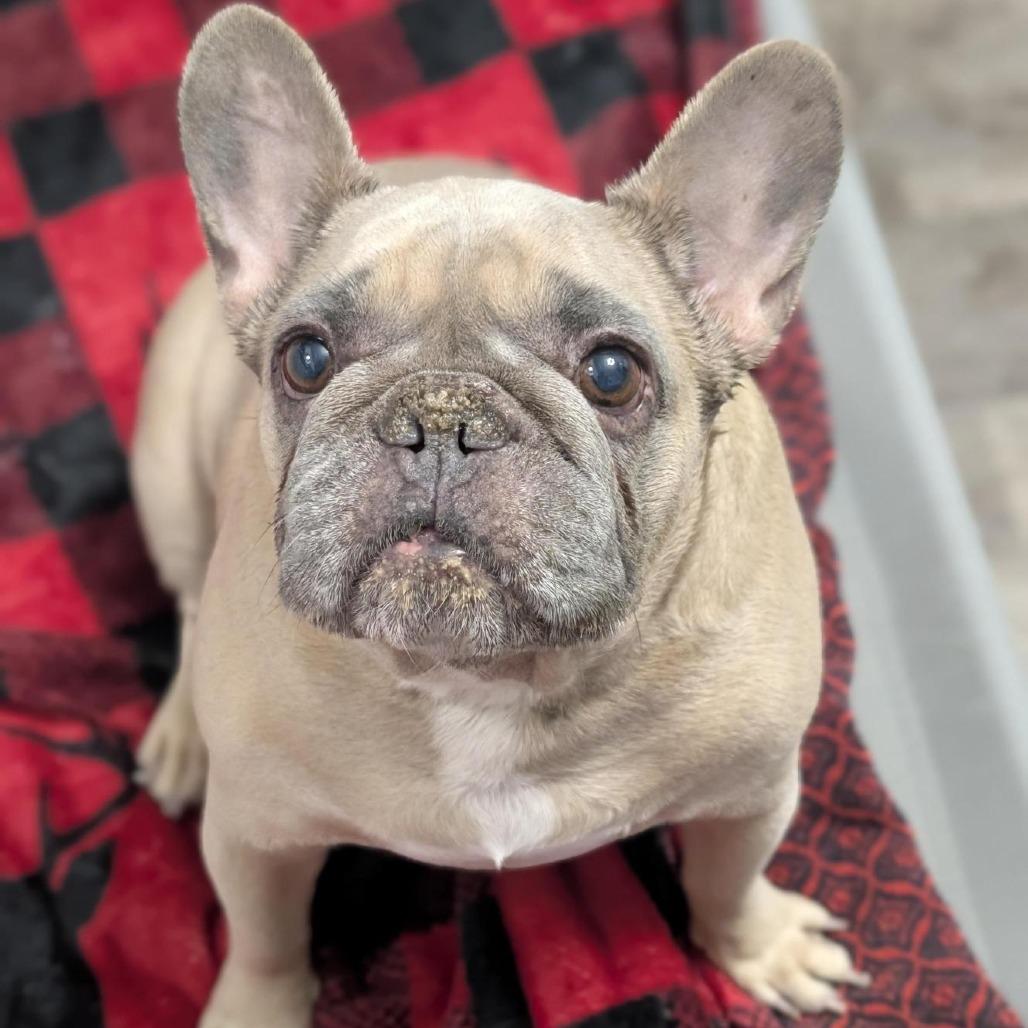 Hammy, Adoptable, Senior Female French Bulldog.