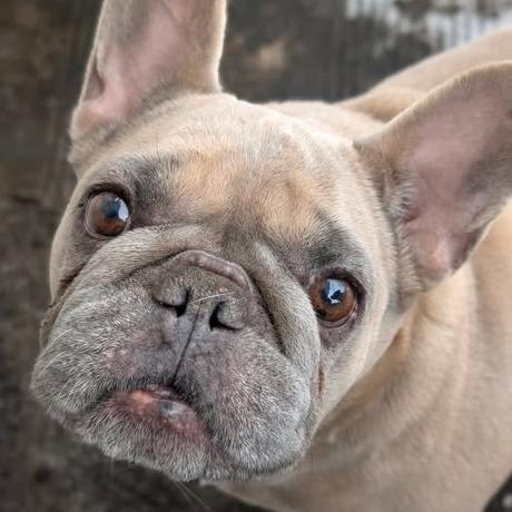 Enlarge Hammy, a Adoptable French Bulldog in Calgary, AB image 2/2