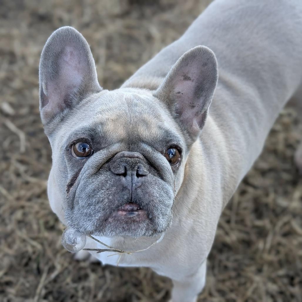 Enlarge Hammy - Applications Closed, a Adoptable French Bulldog in Calgary, AB image 3/4