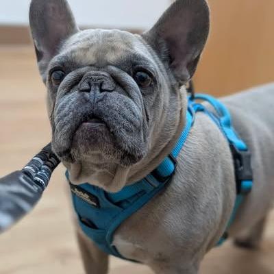 Enlarge Hammy - Applications Closed, a Adoptable French Bulldog in Calgary, AB image 4/4