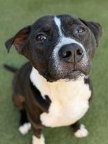 Rebel, Adoptable, Adult Male Pit Bull Terrier.