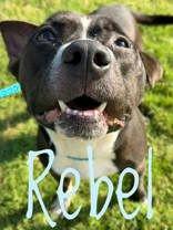 Enlarge Rebel, a Adoptable Pit Bull Terrier in Denton, TX image 2/2
