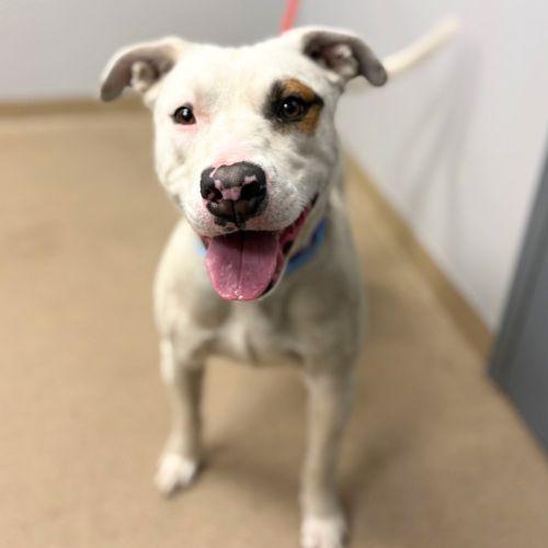 Enlarge ROMULUS, a Adoptable mixed breed in Aurora, CO image 1/1