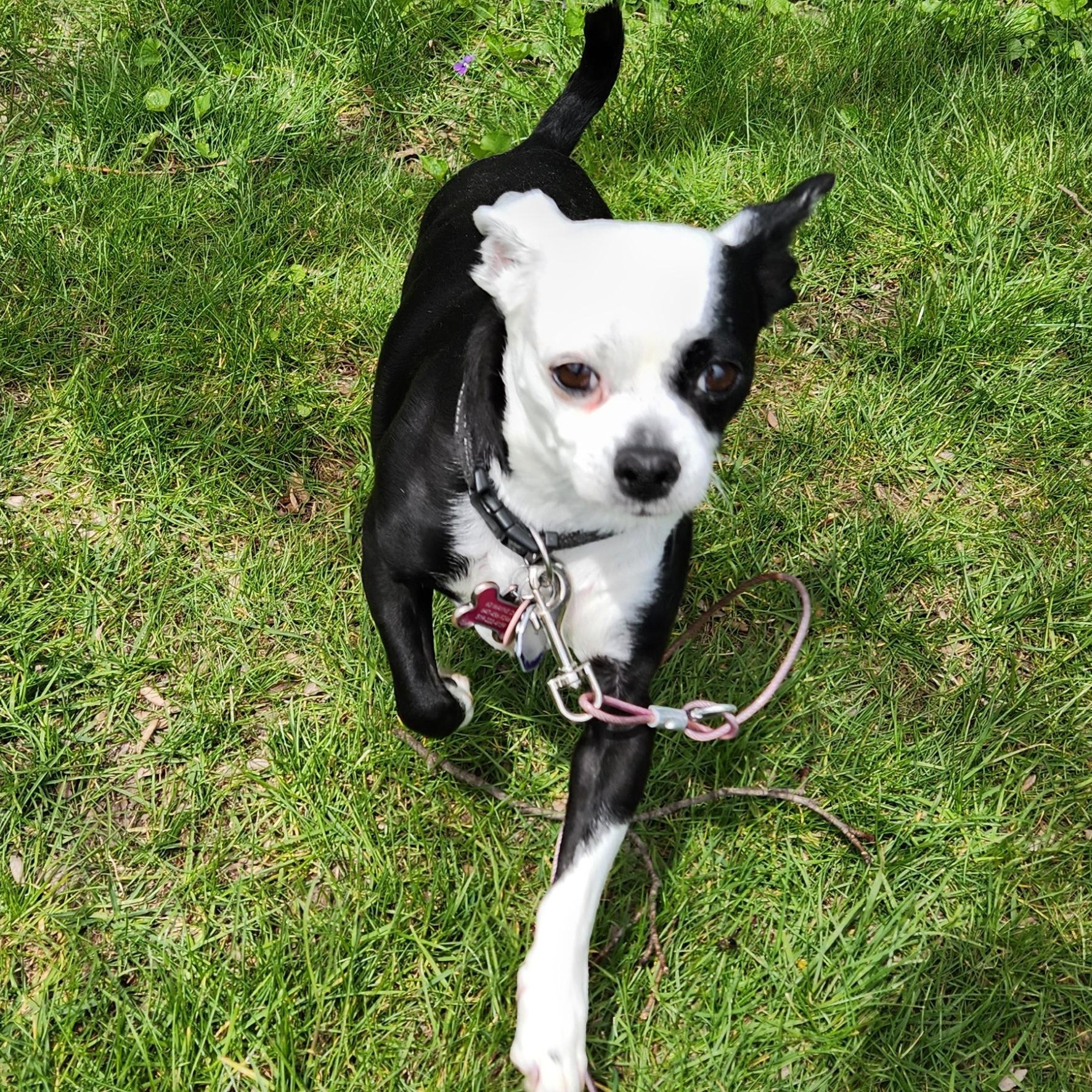 Petey, an adopted mixed breed in Waterloo, ON image 3/6