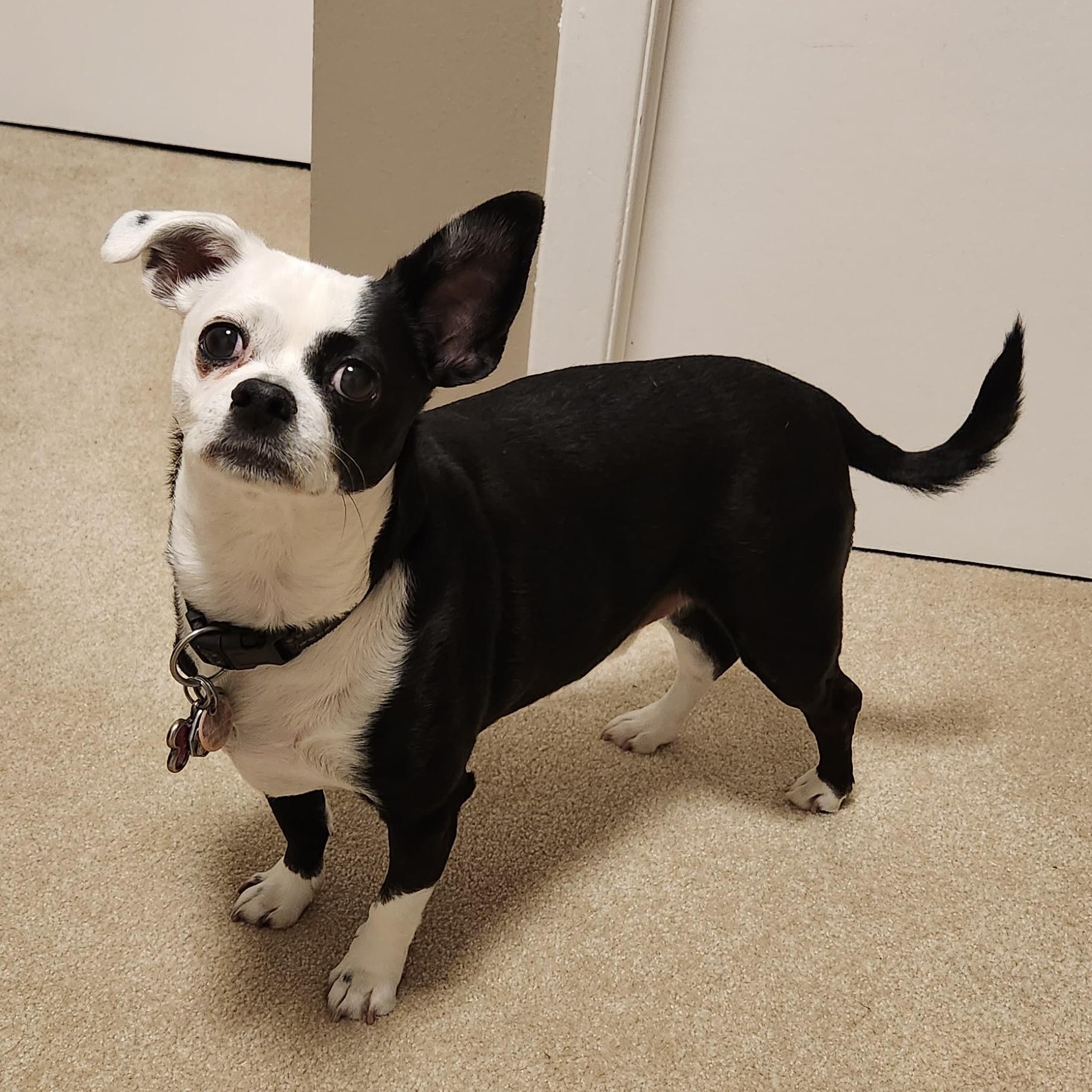 Petey, adopted, Adult Male Chihuahua & Terrier.